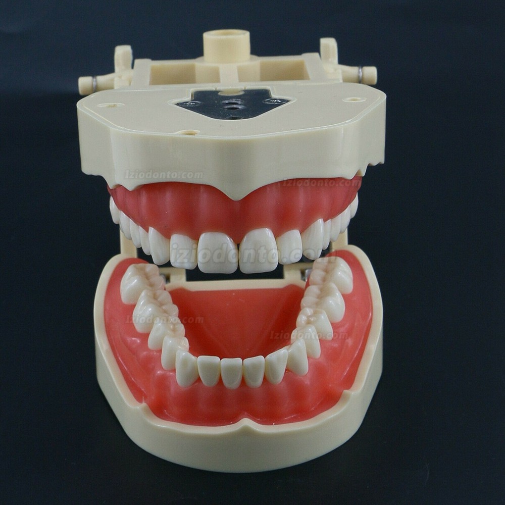 Restaurador Dentário Typodont Modelo 28/32 M8013 / M8014-2 Compatível com Frasaco ANA-4 / AG3